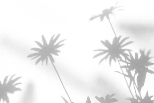 Real bold floral shadow cut out on a transparent png background with soft diffused petal edges. Pairs with a serene botanical mockup overlay, a luxury cosmetic and botanical aesthetic as.