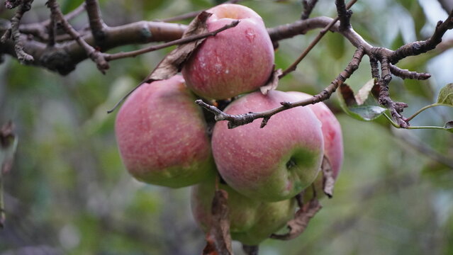 Ripe apples hanging on tree branches with autumn leaves in a mountainous region of Ladakh, India; red and green fruits; clear sky; late afternoon light; serene rural setting; close-up view; fall