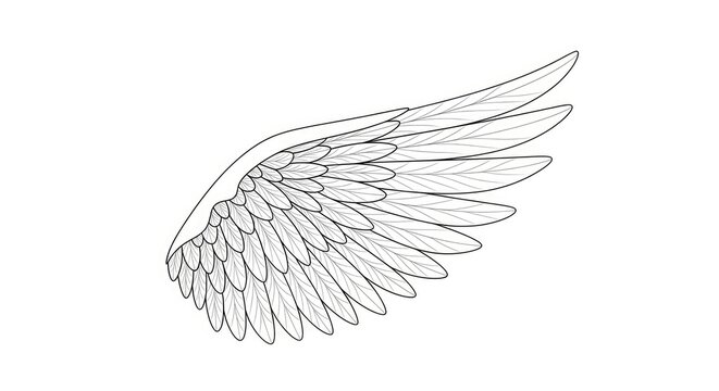 A detailed, black and white line drawing depicts a single wing. The wing is intricately rendered with numerous feathers, showcasing a delicate and realistic style.
