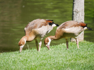 Two Egyptian geese grazing on green grass near water - concept of wildlife, natural behavior and peaceful outdoor environment. © Anastasiia