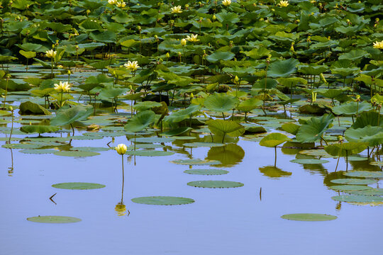 A tranquil lotus pond at Point Pelee National Park, Ontario, showcasing vibrant green leaves and delicate yellow lotus flowers on a calm water surface.
