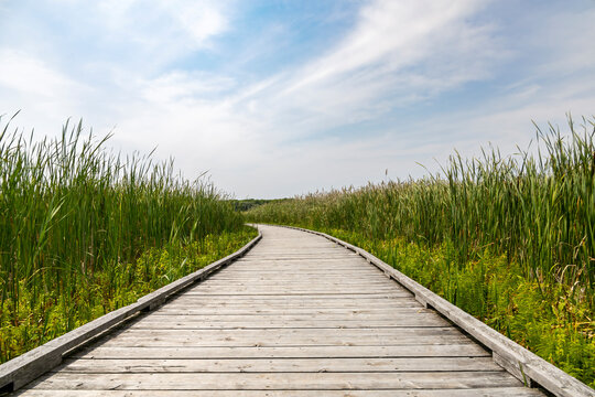 Wooden boardwalk surrounded by lush marshland in Point Pelee National Park, Ontario.