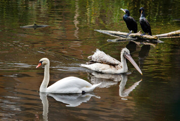 Obraz premium A white swan and a curly pelican on a lake on a bright sunny day. Animals, birds, ornithology, ecology.
