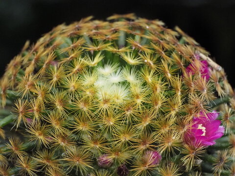 Close-up of flowering Mammillaria cactus (Mammillaria beneckei / Mammillaria sp.) showing areoles, radial spines, apical meristem, and pink flower structure