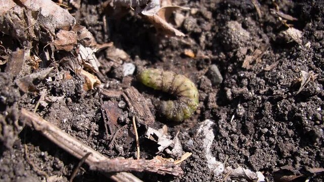 a worm wiggling in a garden 