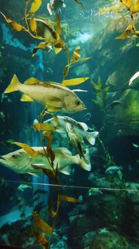 tropical fish in an aquarium