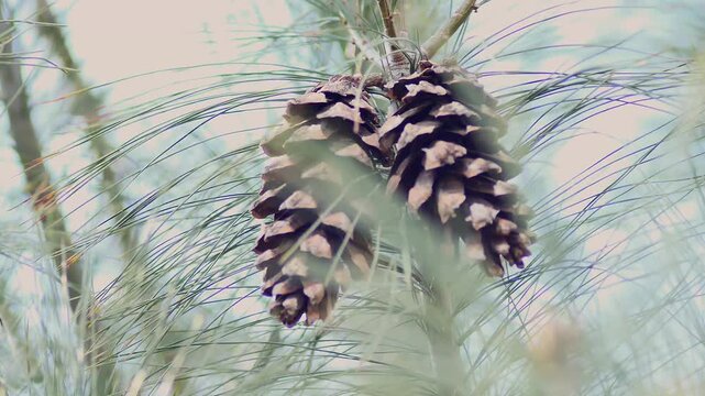 Pine Cones Swaying on a Branch in the Wind &ndash; Natural Forest Movement, Spring, 4K Footage