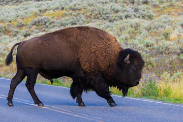 american bison in yellowstone © Juan Carlos González