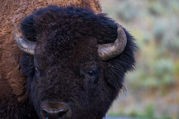 american bison © Juan Carlos González