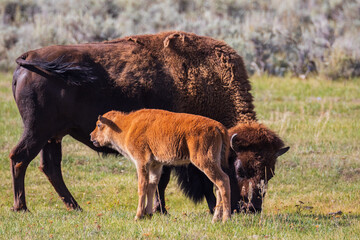 highland cow and calf © Juan Carlos González