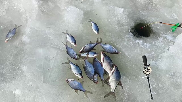 Freshly caught fish lies on the lake ice.
