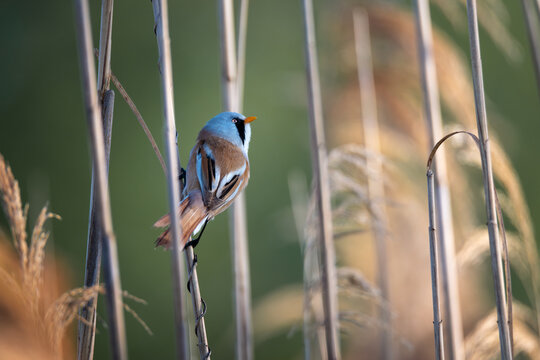 Bearded reedling bird perched on a dry reed in wildlife background