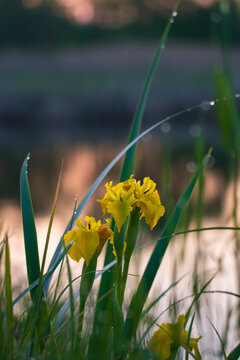Yellow flag iris flowers with morning dew by a lake