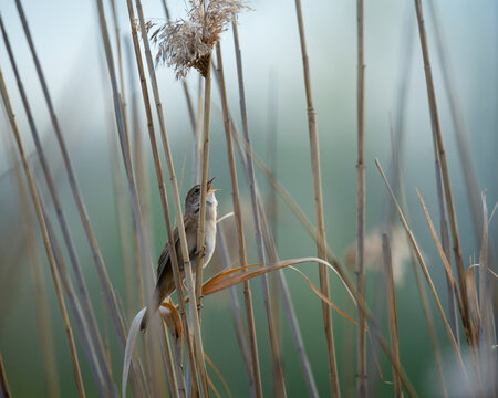 Singing great reed warbler bird perched on a dry reed stalk in wildlife background