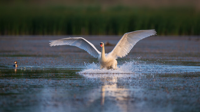 Mute swan landing on lake water with wings spread