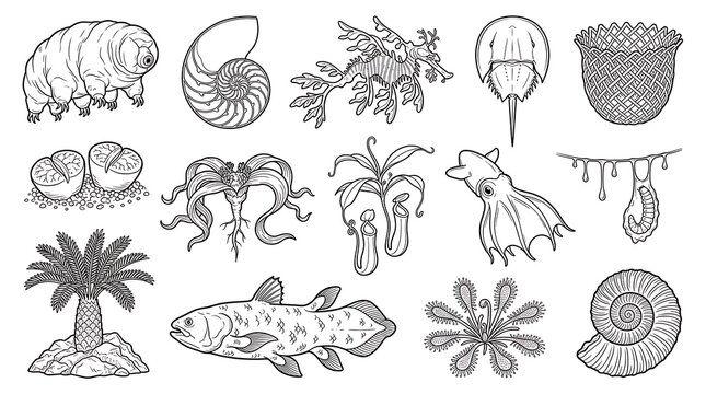 Set of hand drawn line art illustrations of rare animals and prehistoric creatures on white background