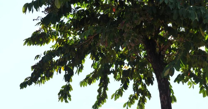 Starfruit Tree Canopy: A close-up view of a starfruit tree's dense canopy, with lush green leaves and ripening starfruits visible, illuminated by natural sunlight.