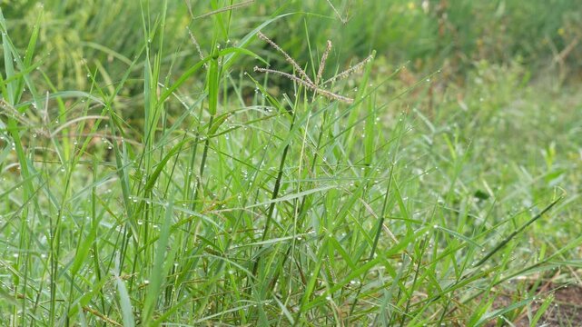 Morning Dew Drops on Wild Green Grass Blades