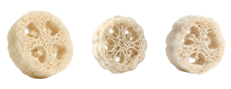 Natural dried organic luffa plant sponges showing intricate fibrous textures arranged in a row isolated as high quality product photography items displayed on transparent background