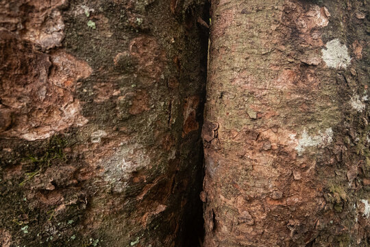 Rough brown tree bark texture with moss and lichen growing along a dark vertical split between two trunks