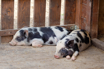 Ornamental spotted piglets sleep on a wooden floor on a bright sunny day. Wildlife, mam-mals, predators. © Victor1153
