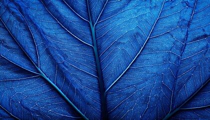 Close Up Of Blue Leaves On Macro Background