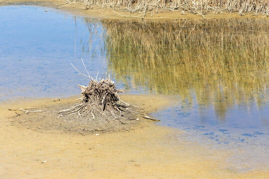 Dried roots on exposed riverbed during drought