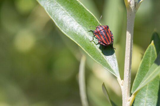 Graphosoma italicum striped bug resting on olive leaf