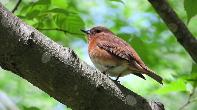 A small brown songbird with a pale underbelly perched on a sturdy tree branch among bright green leaves in sunlight
