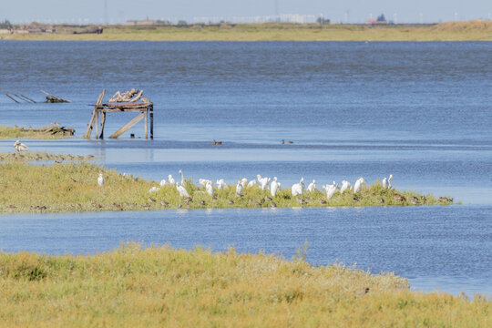 Egrets resting on an island in tagus river estuary