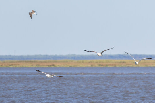 Tagus river seagulls flying over wetland landscape