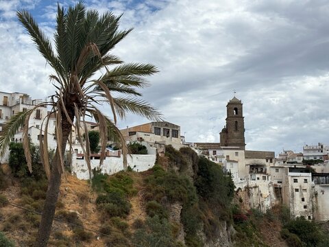 Palm Tree and Church Tower above White Houses in Alora Spain