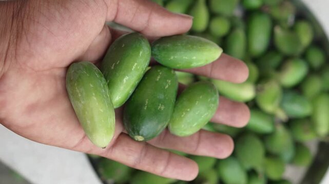 Hand holding freshly harvested smooth ivy gourds or little gourds