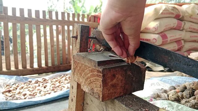 person opening areca nuts using a traditional wooden cutting tool during a manual processing activity in a rural setting.