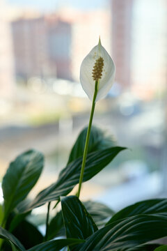 Peace lily in an interior.
