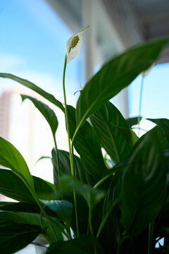 Peace lily in an interior.