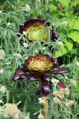 Aeonium Zwartkop plants growing amongst Yarrow, Derbyshire England © Judith