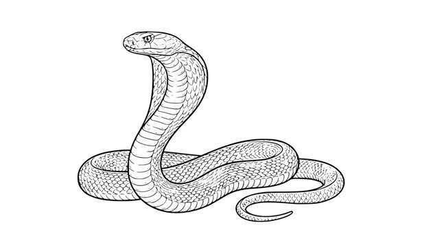 Create an original monochrome hand-drawn vector line art illustration of a cobra snake shown in a dramatic side-profile pose. The cobra has its hood fully expanded, curved neck, raised head, alert eye