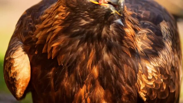 Adult Golden Eagle Feeding on Prey in Morning Sun at Zoo Halle, Germany &ndash; Hunting Behavior, 4K Wildlife Footage