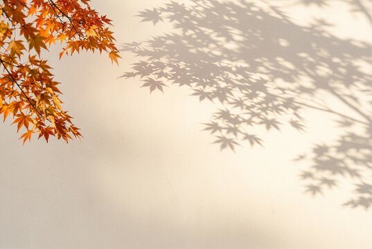 Elegant fall background with warm sunlight, maple leaf shadows and clean copy space for seasonal advertising and autumn design.