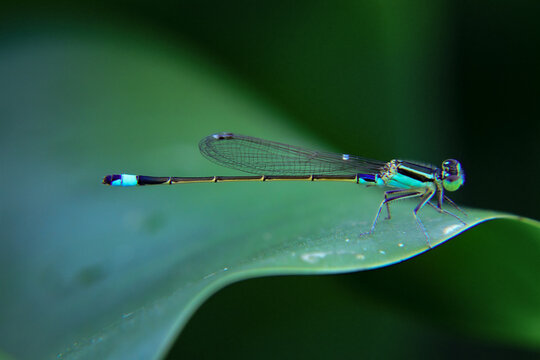 Macro shot of blue damselfly resting on green leaf