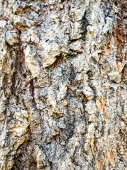Fototapeta premium High Contrast Grunge Tree Bark Texture Background