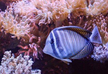 Zebrasoma desjardinii © Hana