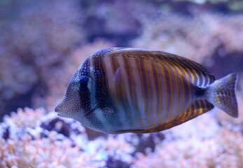 Zebrasoma desjardinii © Hana