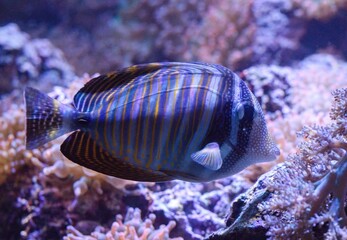 Zebrasoma desjardinii © Hana