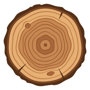 Cross section of a tree trunk with annual rings