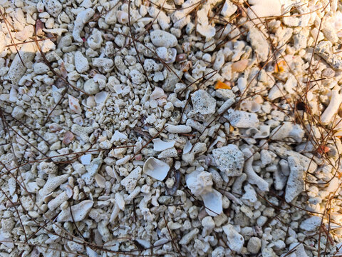 Close up macro texture of small white sea coral fragments and mollusk shell pieces on beach sand