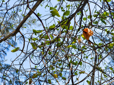 Leaves and branches of sea almond tree Terminalia catappa on the coast of Thousand Islands against blue sky
