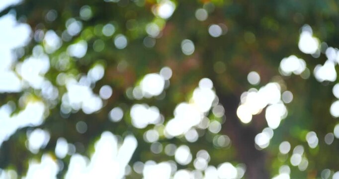 Bokeh of Sunlight Through Green Leaves: A dreamy, abstract bokeh effect captures the magical interplay of sunlight filtering through lush green foliage.