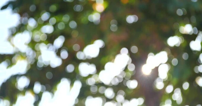 Sunlight through Leaves: A soft, diffused sunlight filters through the lush green canopy of a tree, creating a bokeh effect of shimmering light and shadow, evoking a sense of peace and natural beauty.